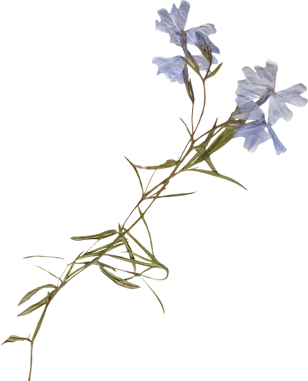 Pressed blue dried flower
