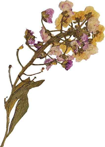Dried and Pressed Flowers