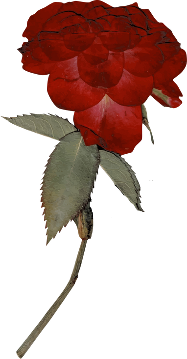 Rose Dried Flower