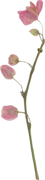Pressed coral vine flower