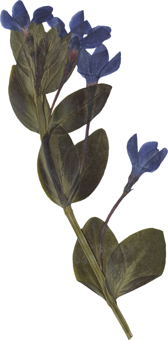Pressed blue dried flower